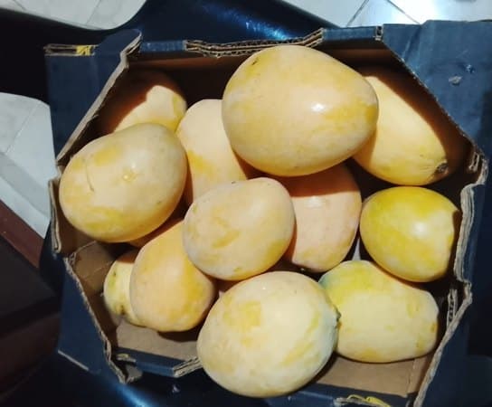 Mango Mingolo maduro en caja JL