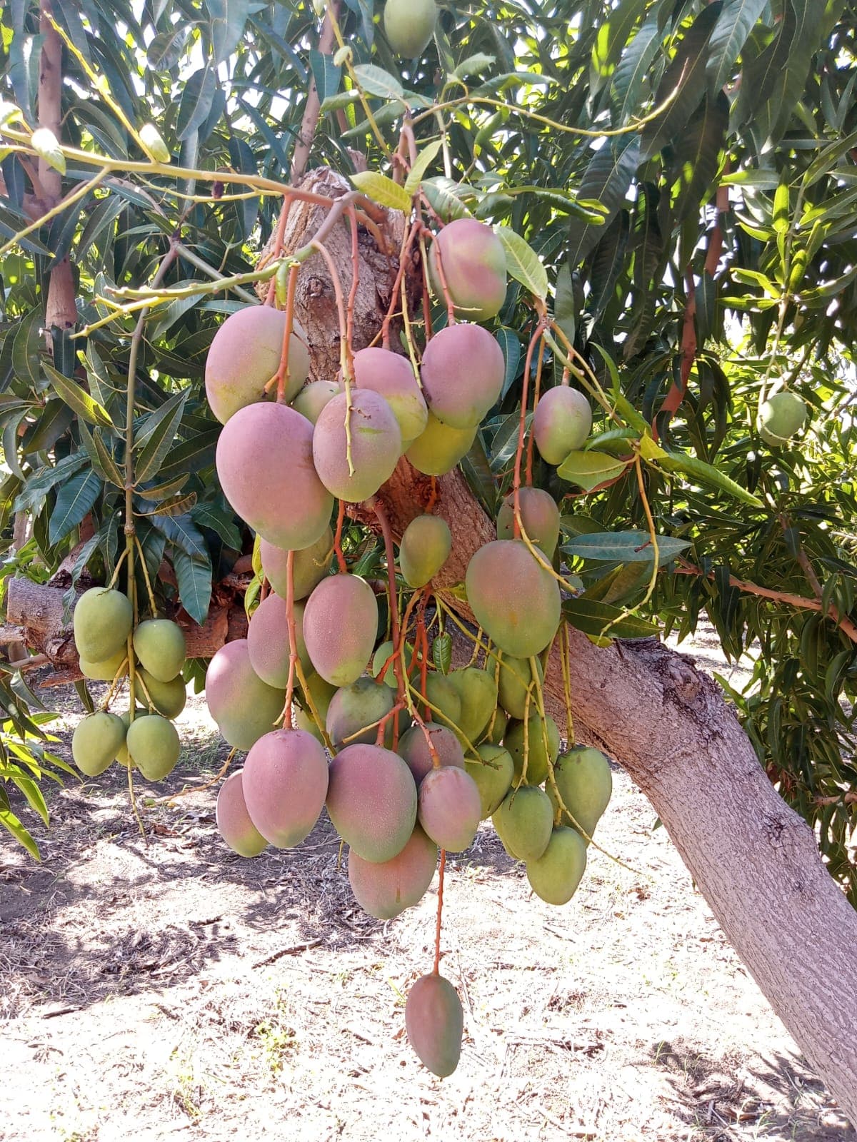 Racimo de mangos en la finca