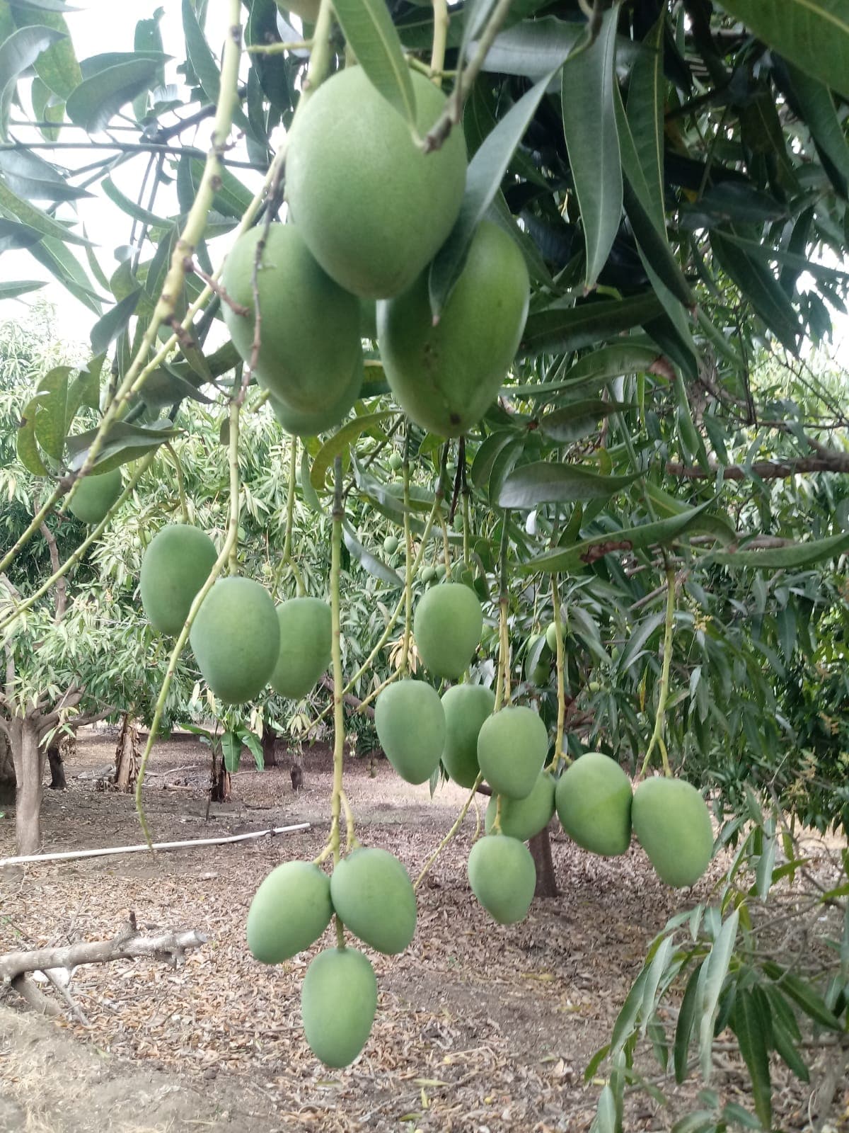 Mangos verdes en el árbol