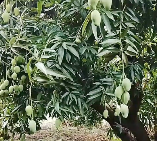 Mango Mingolo en el árbol en Paya, Baní
