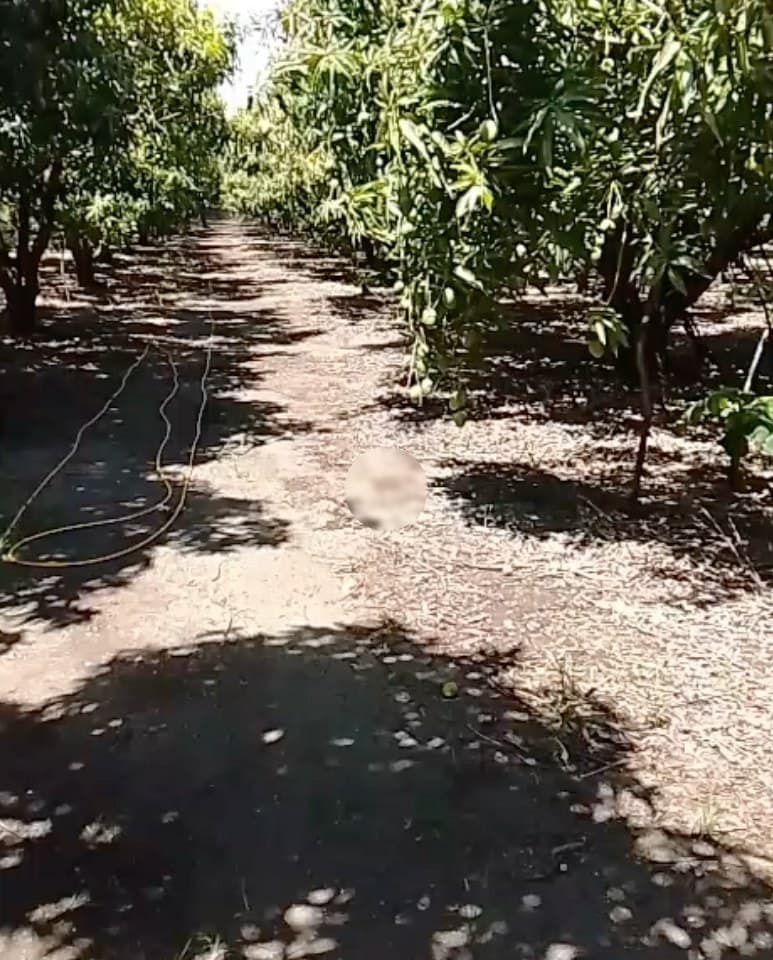 Camino en la finca, Baní